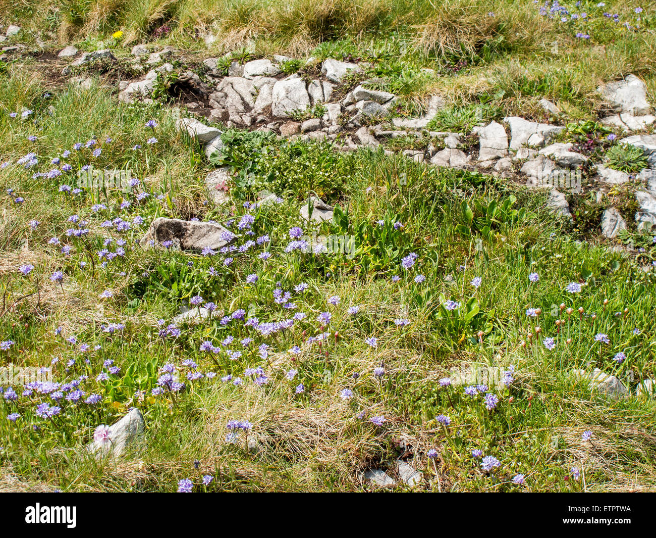 Worms are plentiful hi-res stock photography and images - Alamy