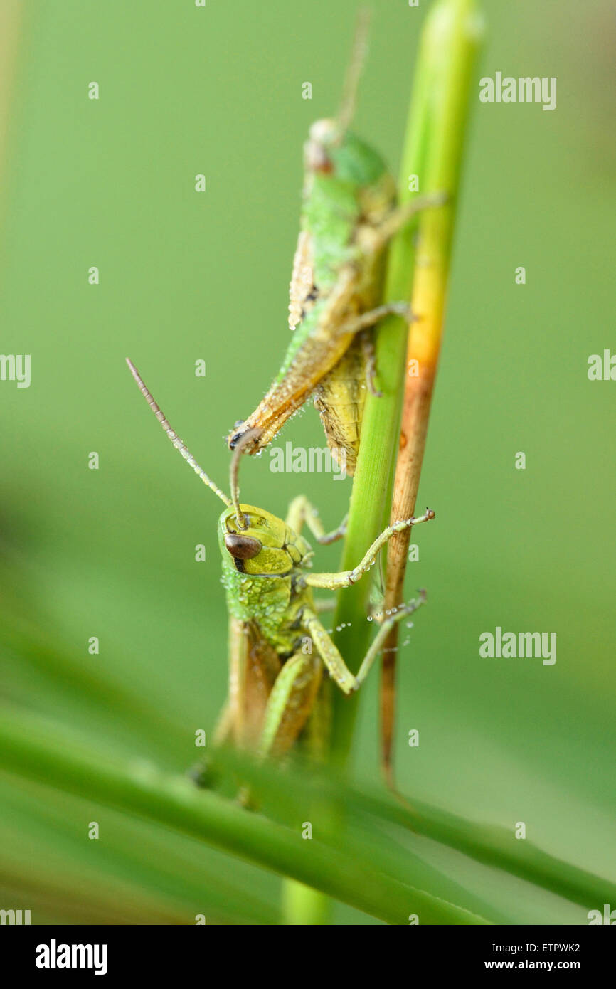 Common Chorthippus parallelus, blade of grass, side view Stock Photo Alamy
