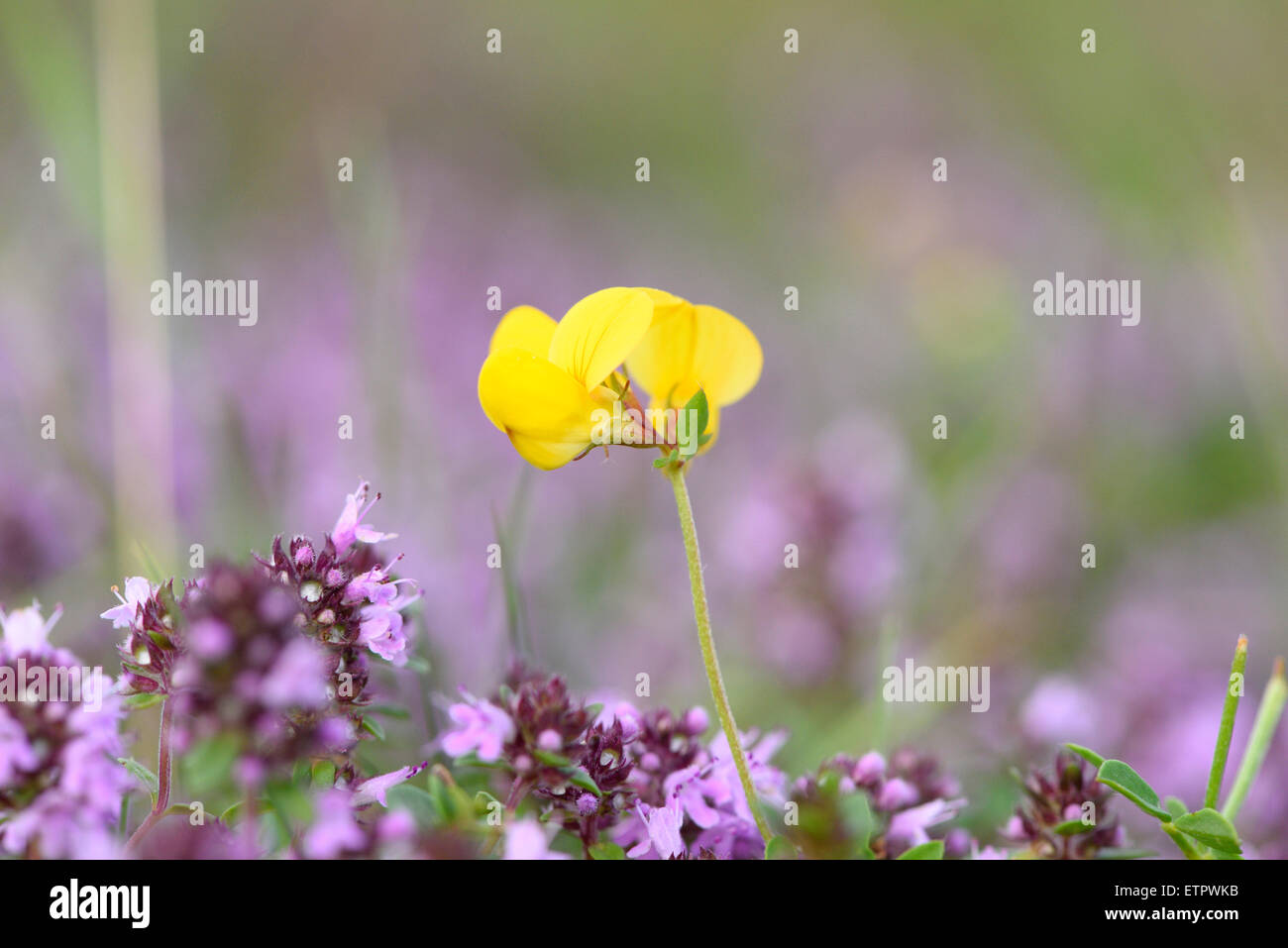 Common Bird'sfoottrefoil, Lotos corniculatus, wideleafy thyme