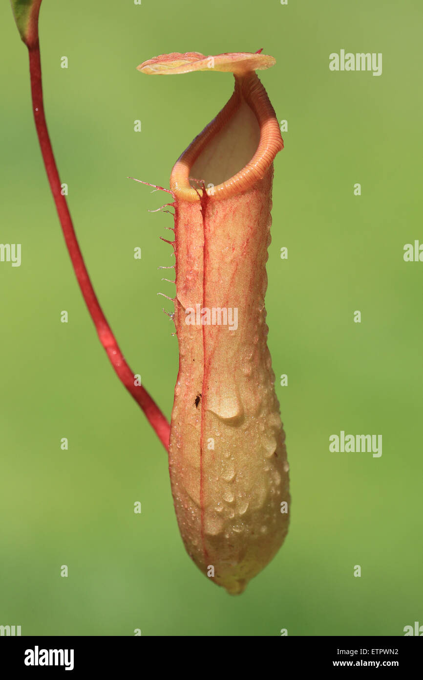 Pitcher Plant, Nepenthes hybrid Stock Photo