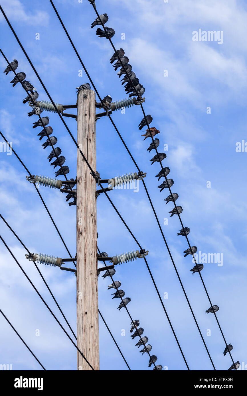 Birds on a wire Stock Photo Alamy