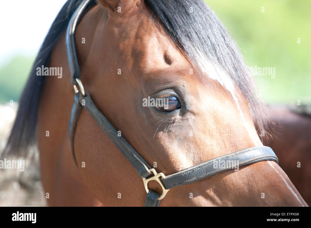 A horses head, close up Stock Photo Alamy