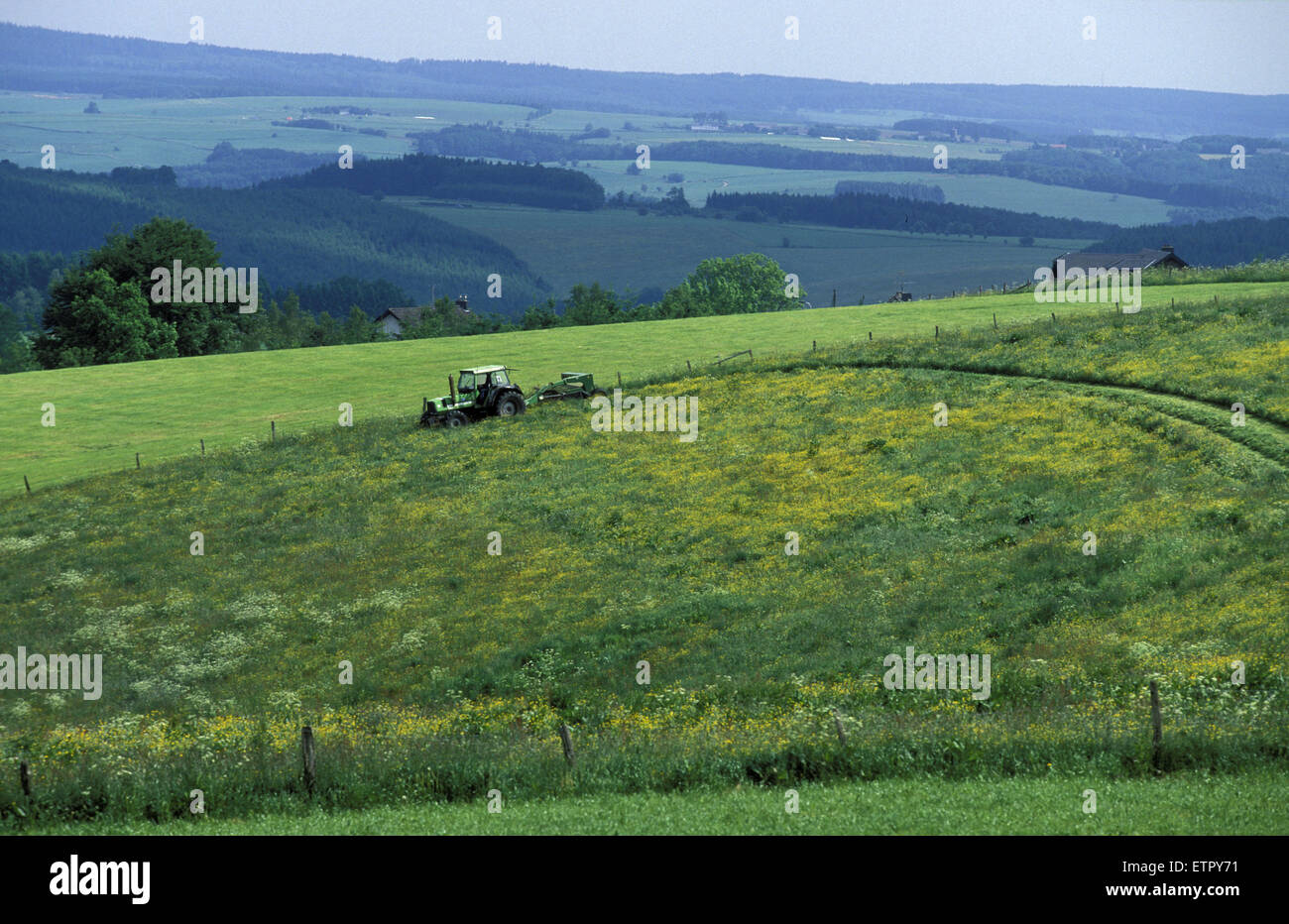 BEL, Belgium, Eastbelgium, fields between Honsfeld and Holzheim near Buellingen.  BEL, Belgien, Ostbelgien, Felder zwischen Hons Stock Photo