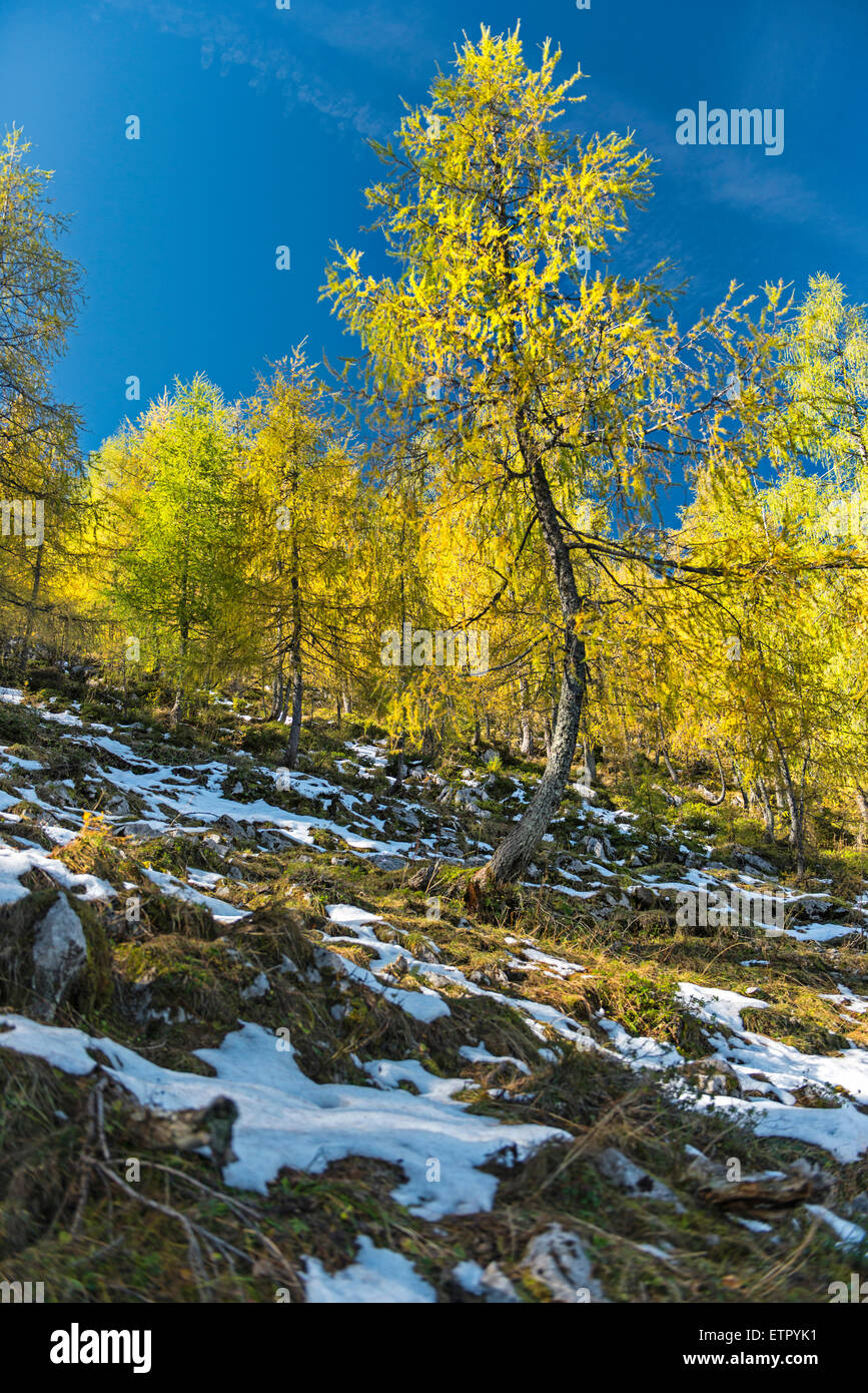 autumnally coloured larch at Watzmann Stock Photo