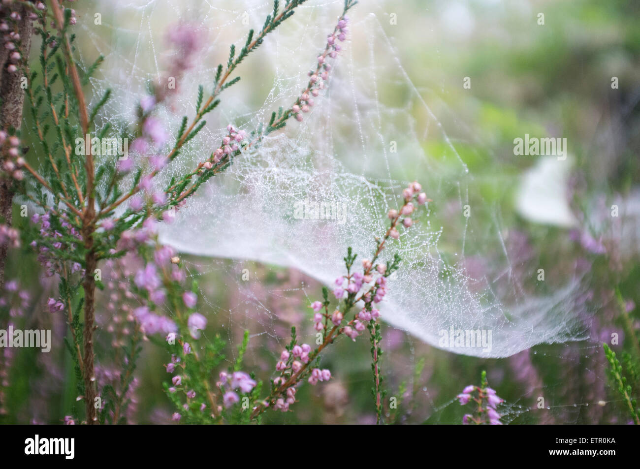 Spider's web on Erica plant, dewdrops Stock Photo