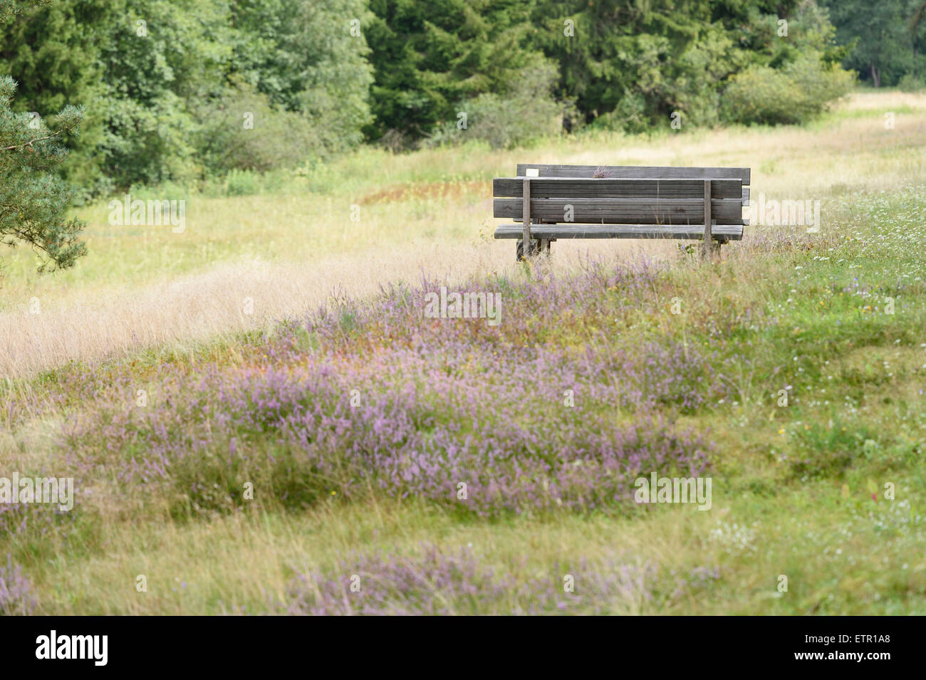 Landscape, seat, valley, broom moor, Calluna vulgaris, blossom Stock Photo