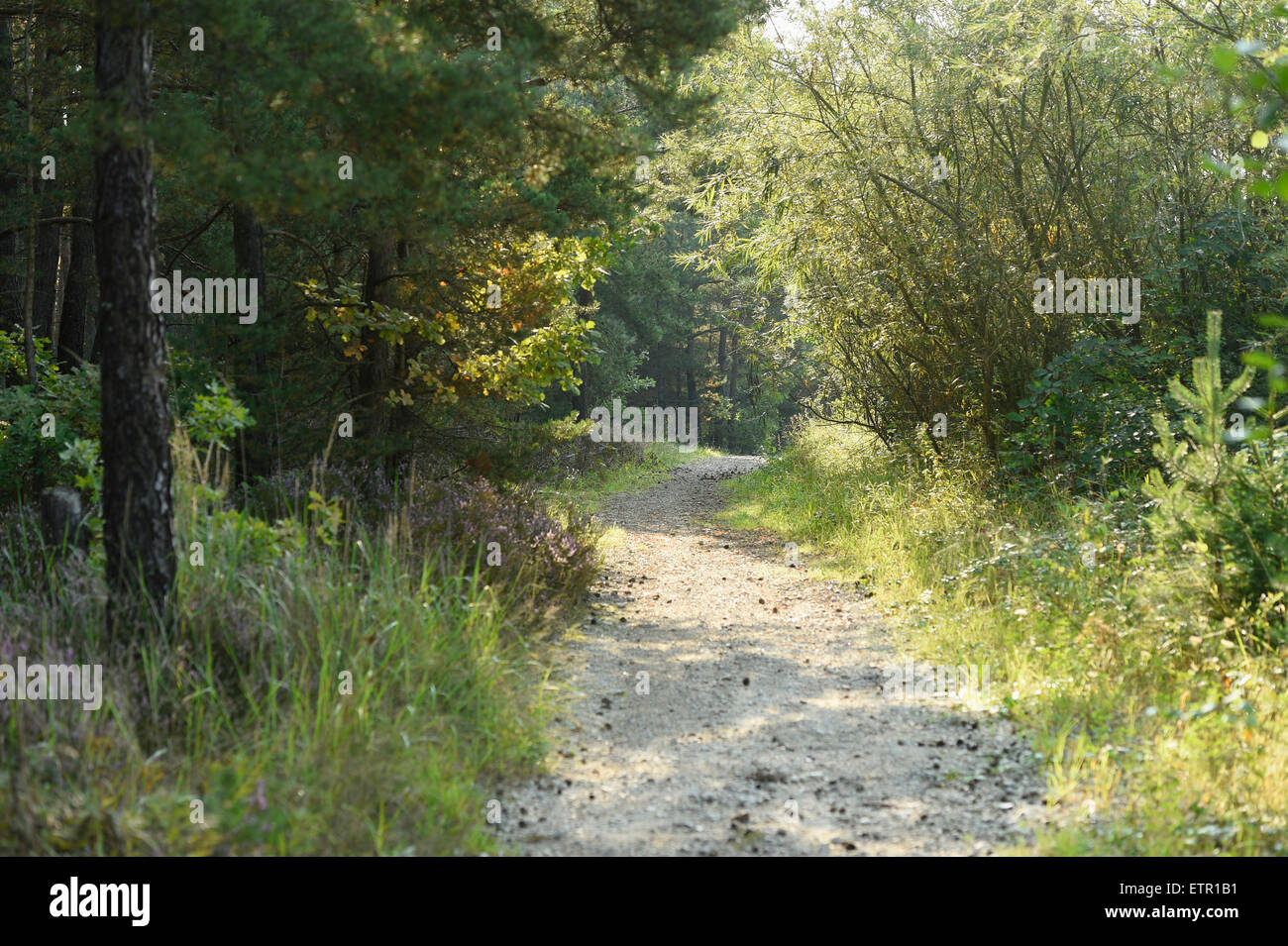 Landscape, gravel road, forest edge Stock Photo