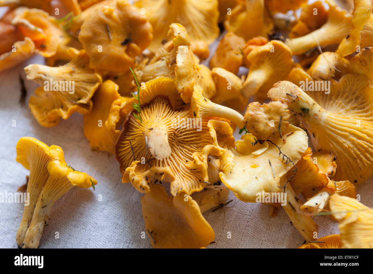 Chanterelle, mushrooms, Cantharellus Stock Photo
