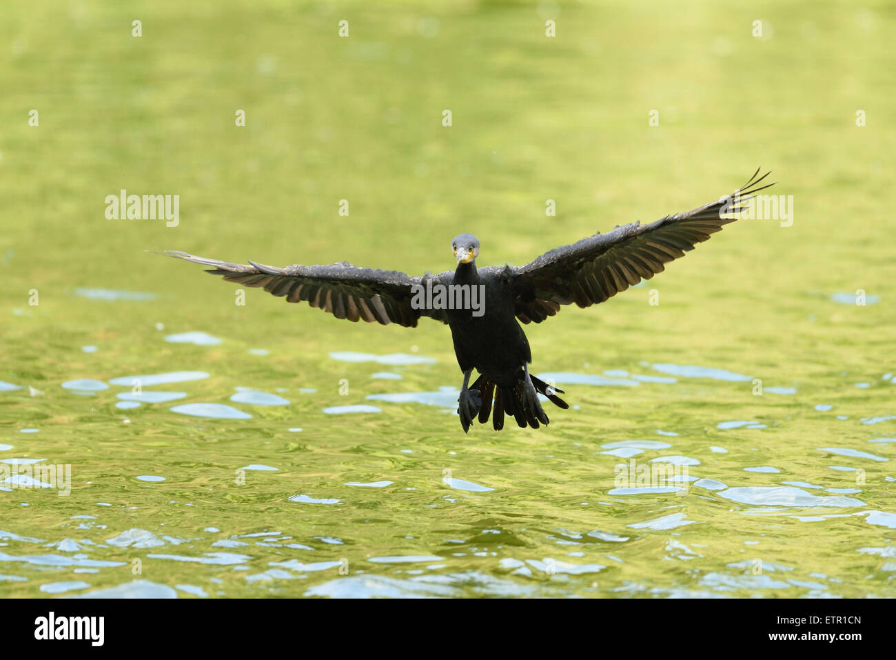Cormorant, Phalacrocorax carbo, water, frontal, landing, looking at camera Stock Photo