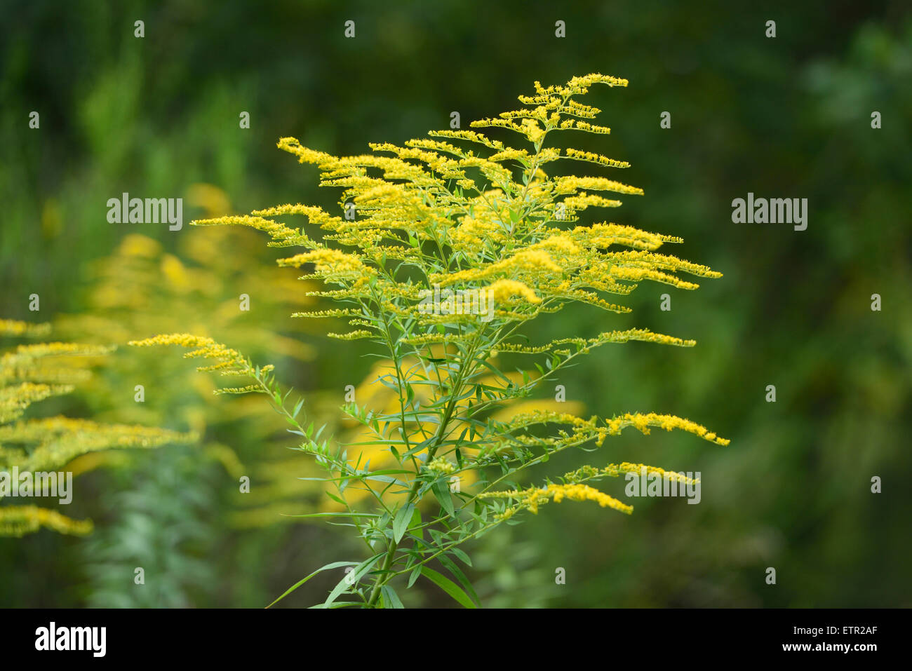 Canadian golden-rod, Solidago canadensis, blossoms, Stock Photo