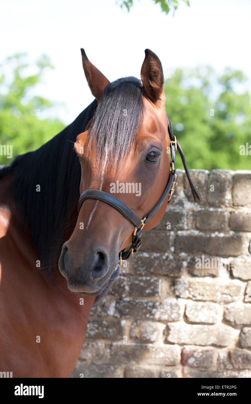 A horse standing at a wall, head turned Stock Photo