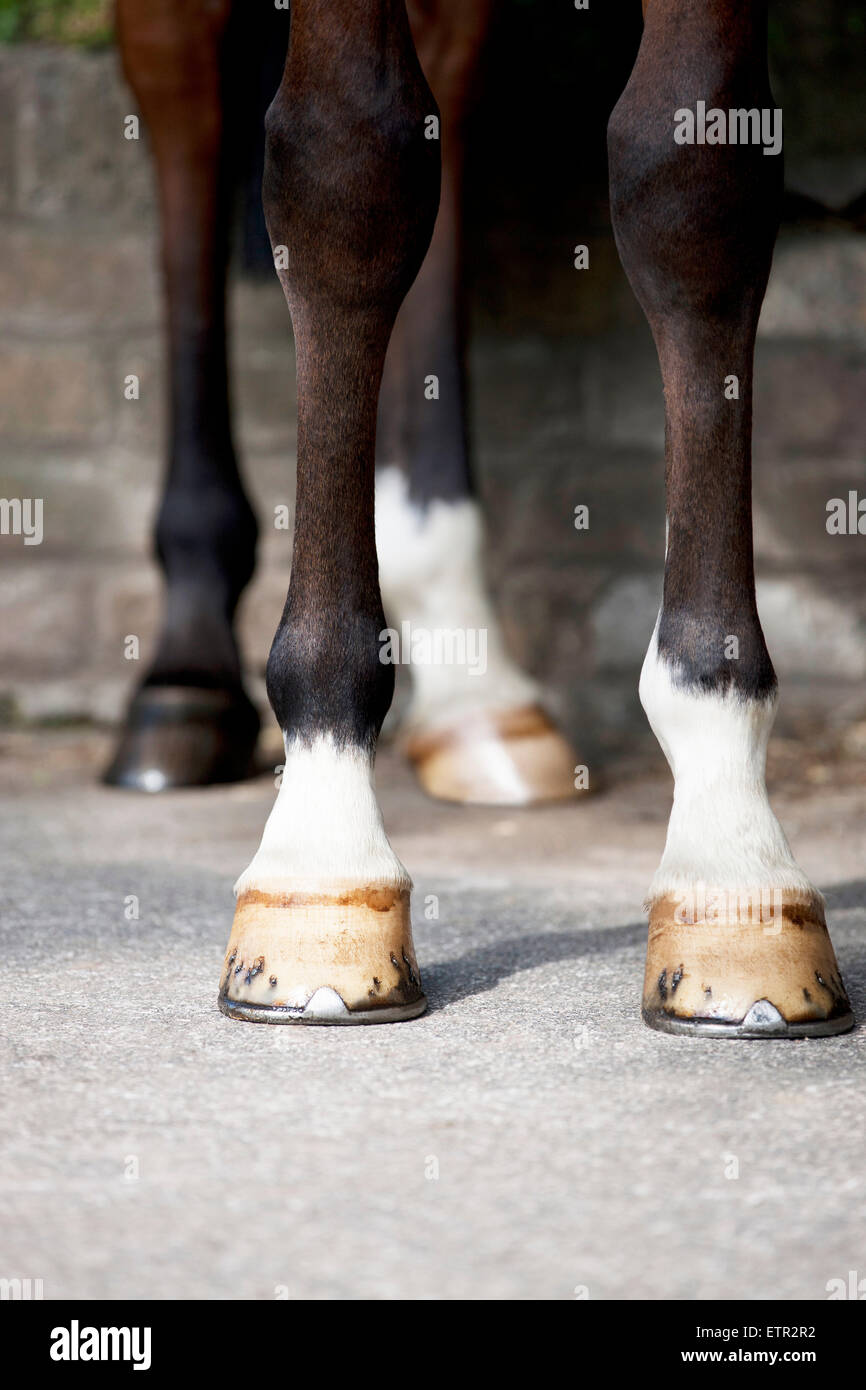 Horse feet hires stock photography and images Alamy