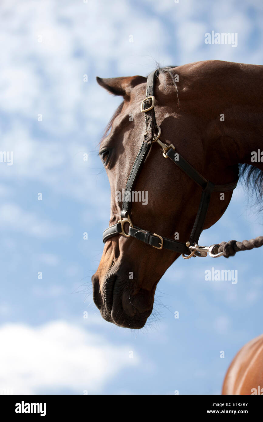 A horse with its head turned Stock Photo Alamy