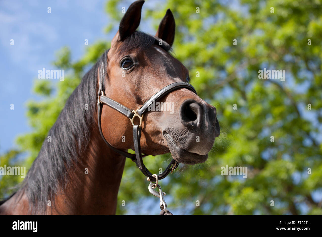 A pure bred Polish Arabian horse, head and neck Stock Photo