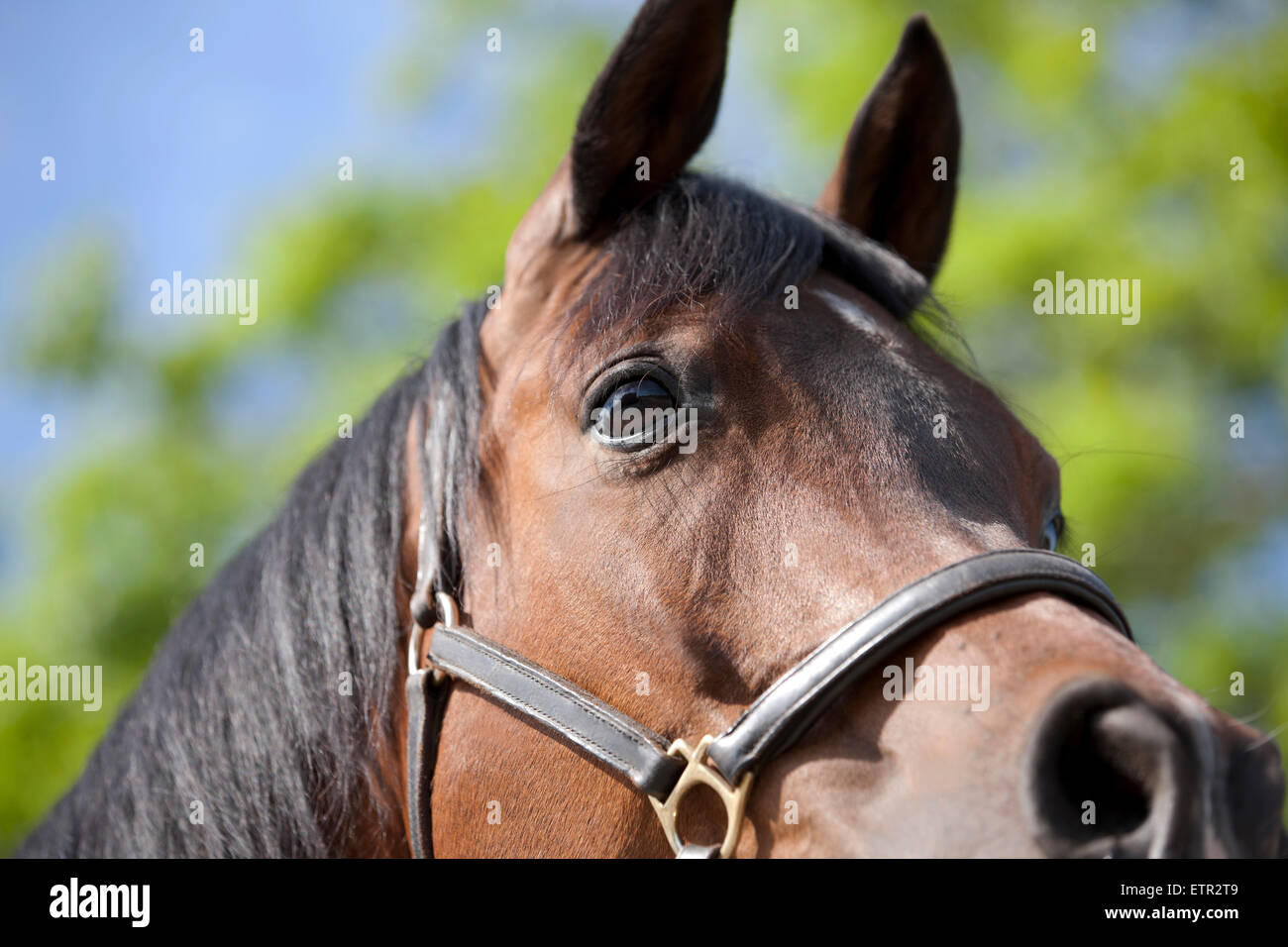 A dark bay pure bred Polish Arabian horse Stock Photo