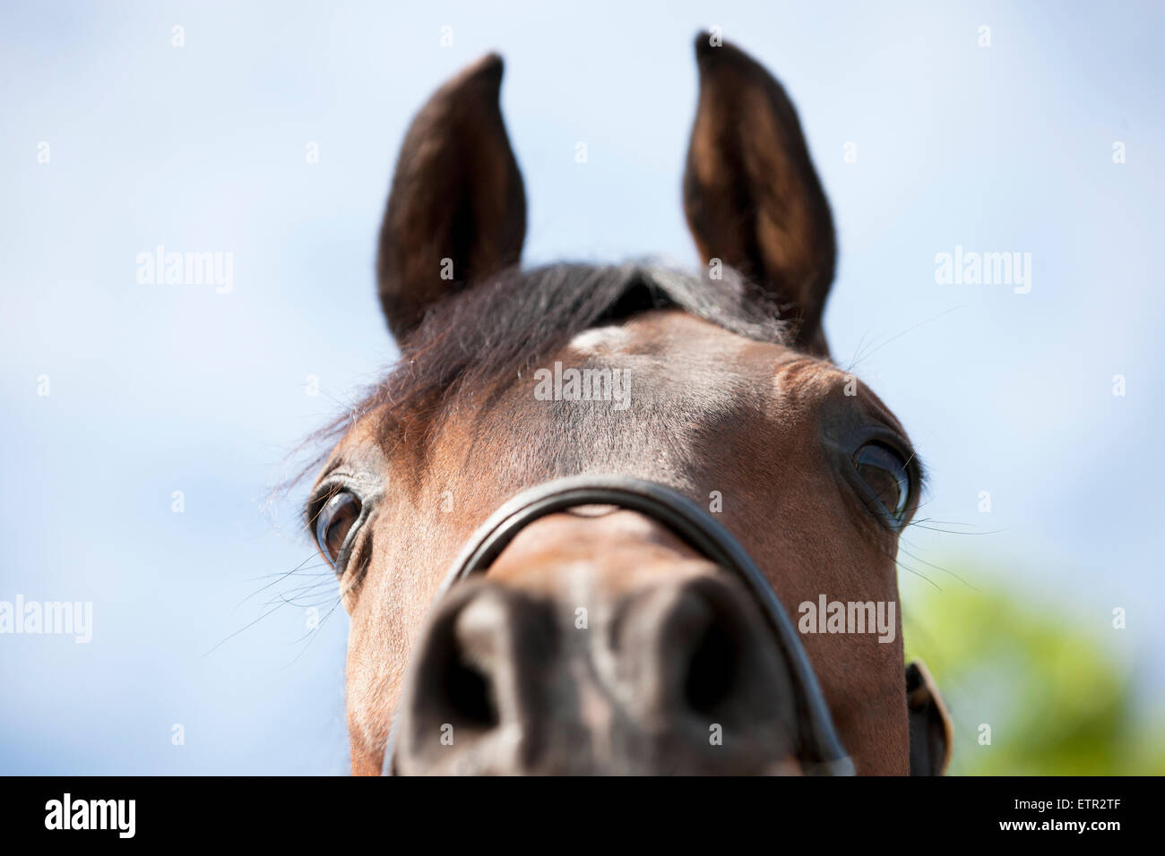 A pure bred Polish Arabian Horse Stock Photo