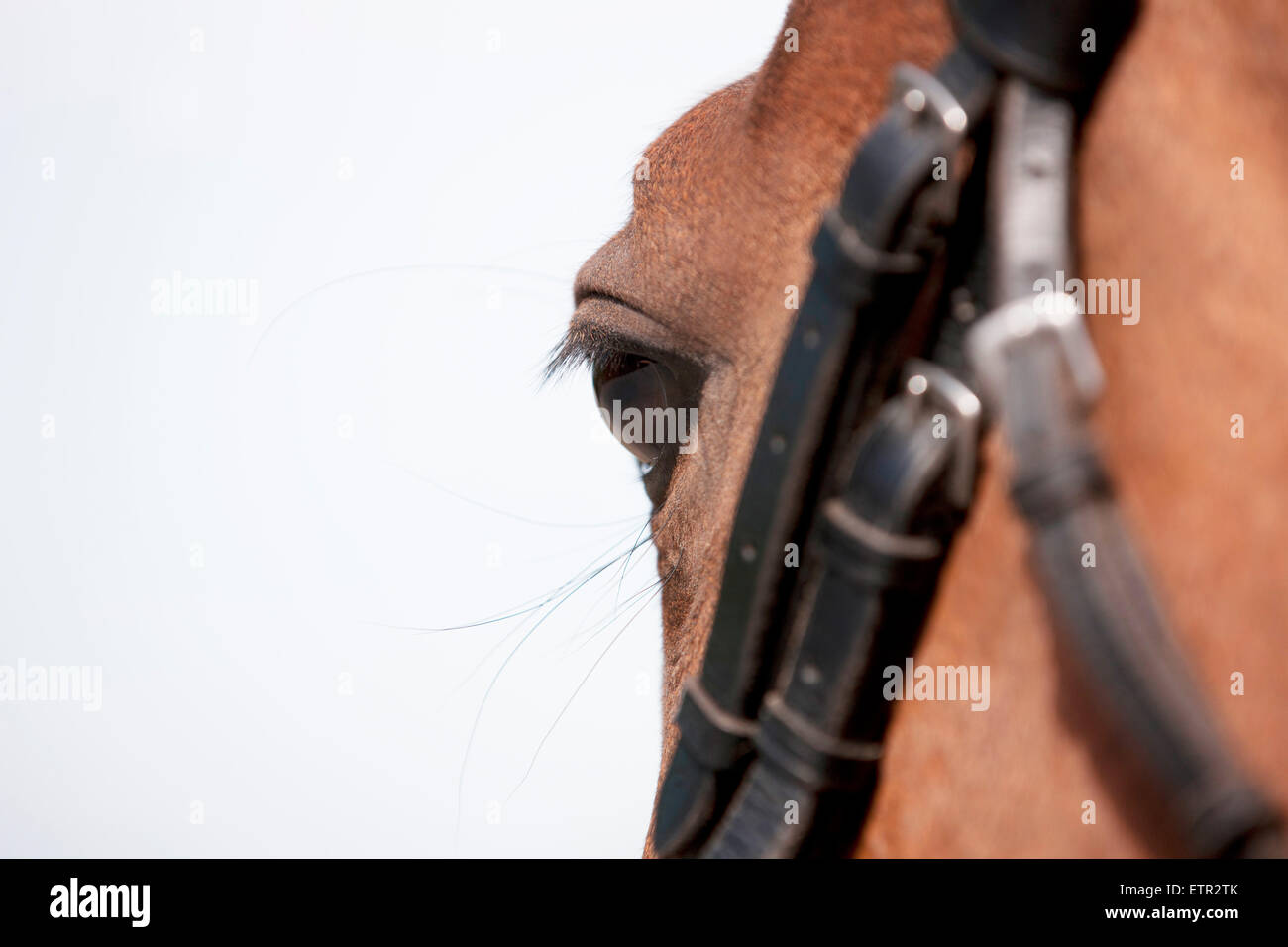 A horse wearing a bridle, focus on eye Stock Photo