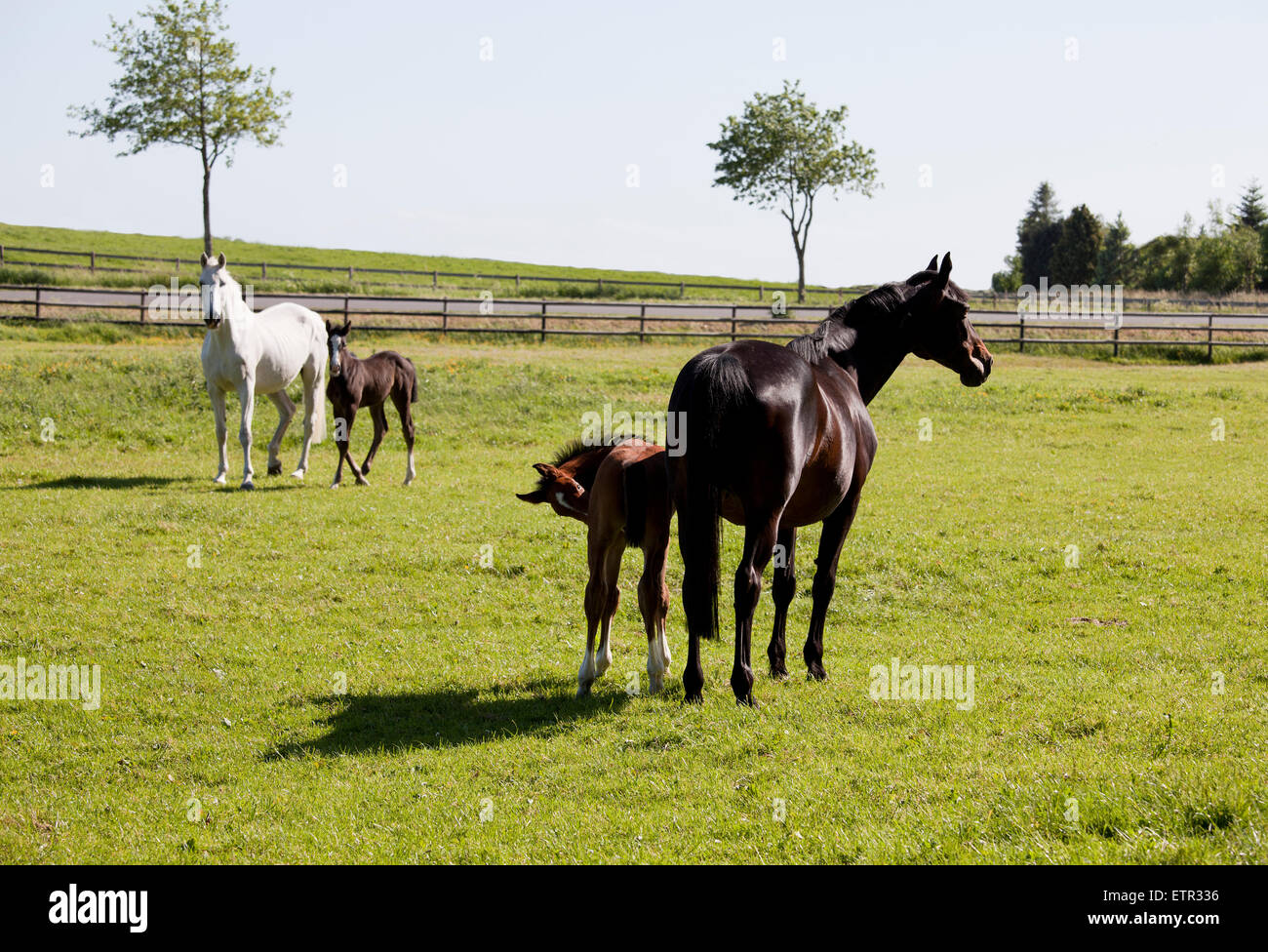 two Holsteiner mares with young foals in a pasture Stock Photo