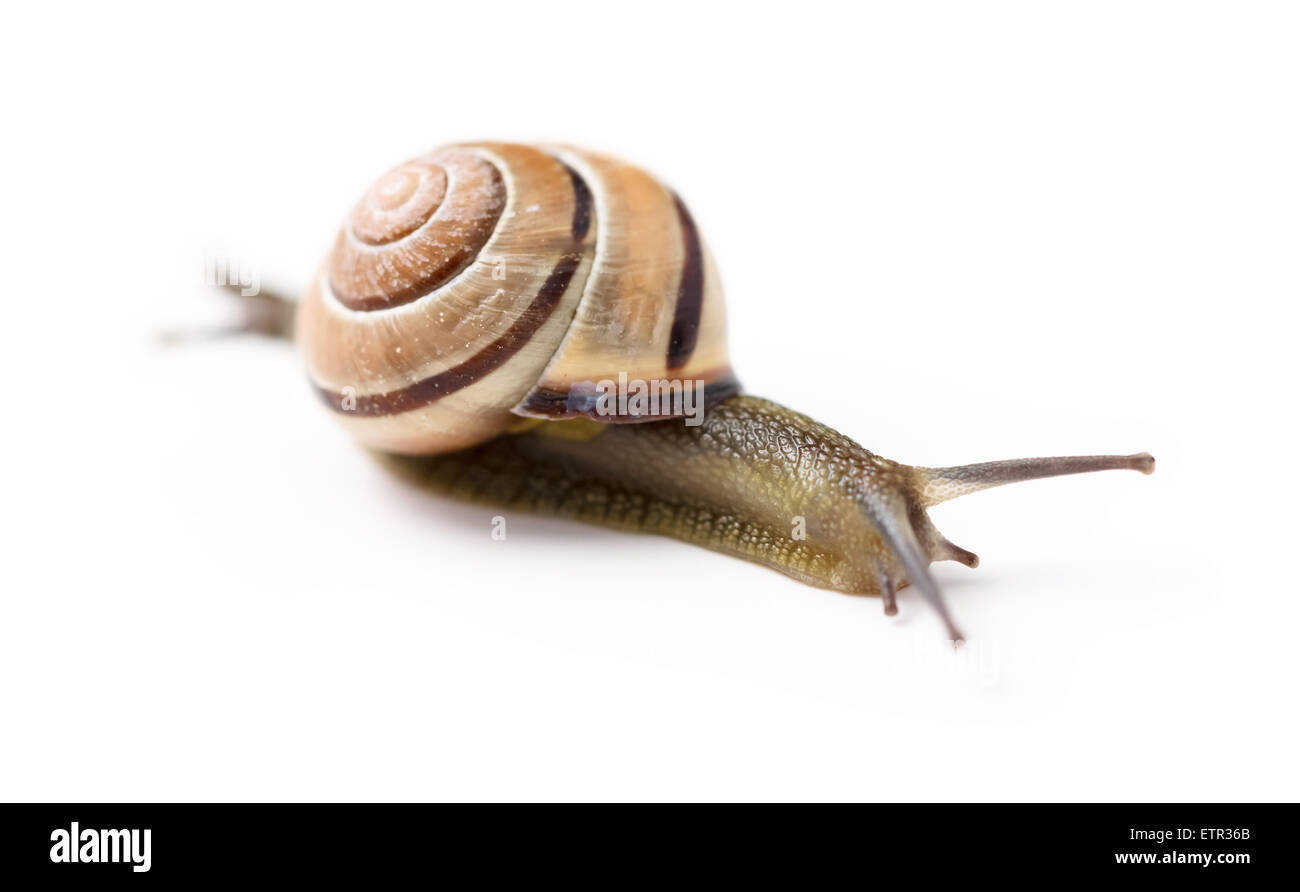 Brown snail on isolated white background Stock Photo