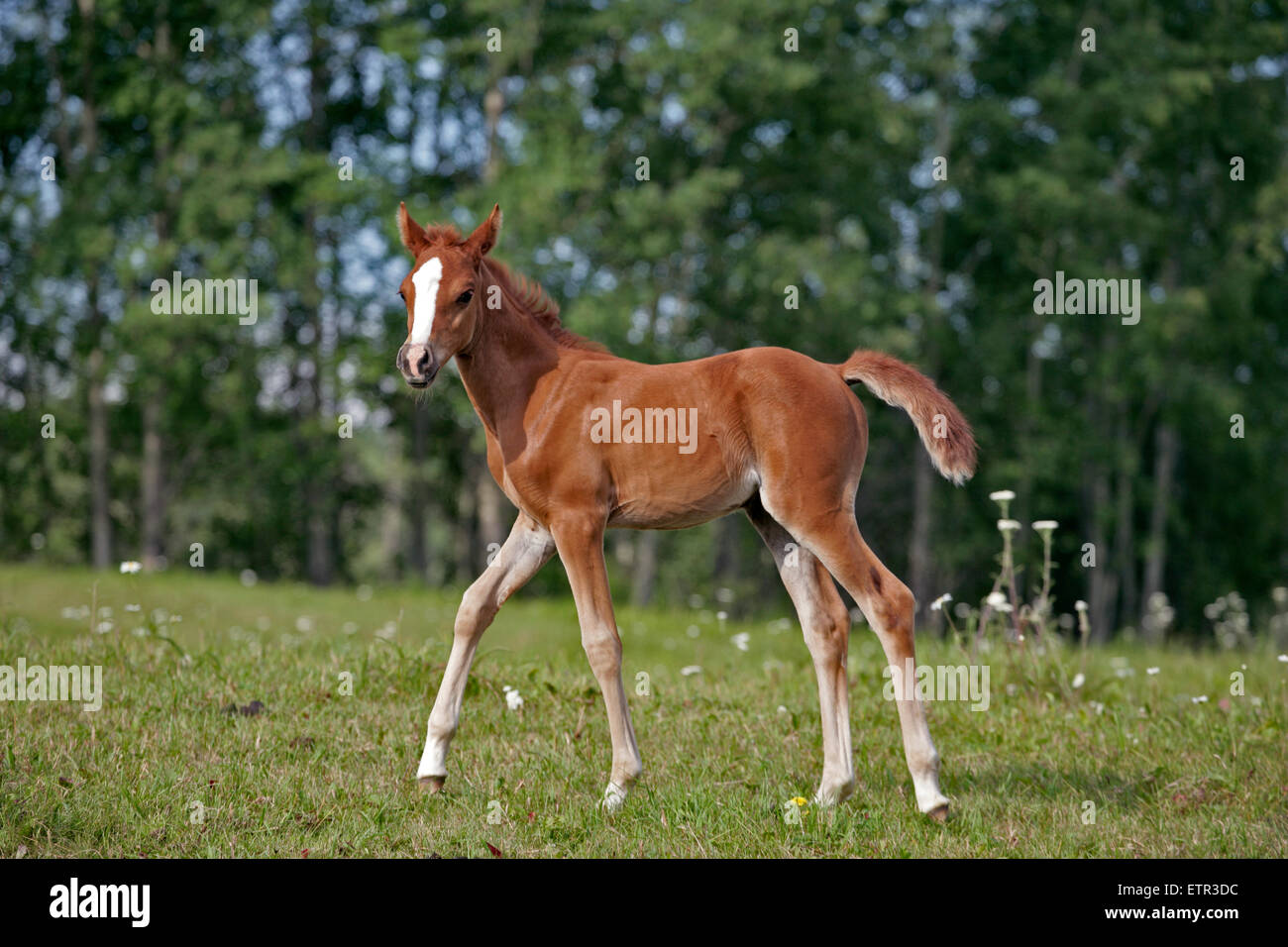 Chestnut Arabian Foal few weeks old walking at pasture Stock Photo