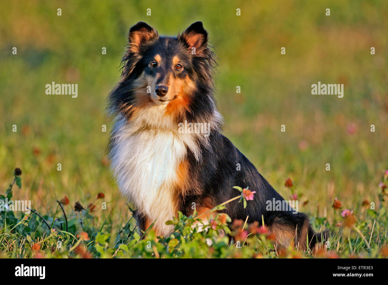 Shetland Sheepdog sitting in meadow, portrait Stock Photo - Alamy