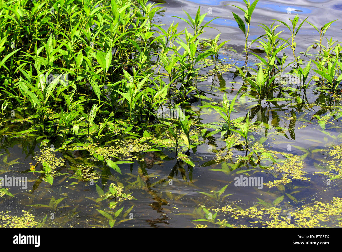 Vegetation/ plant life at a lake in Southern Virginia. Stock Photo