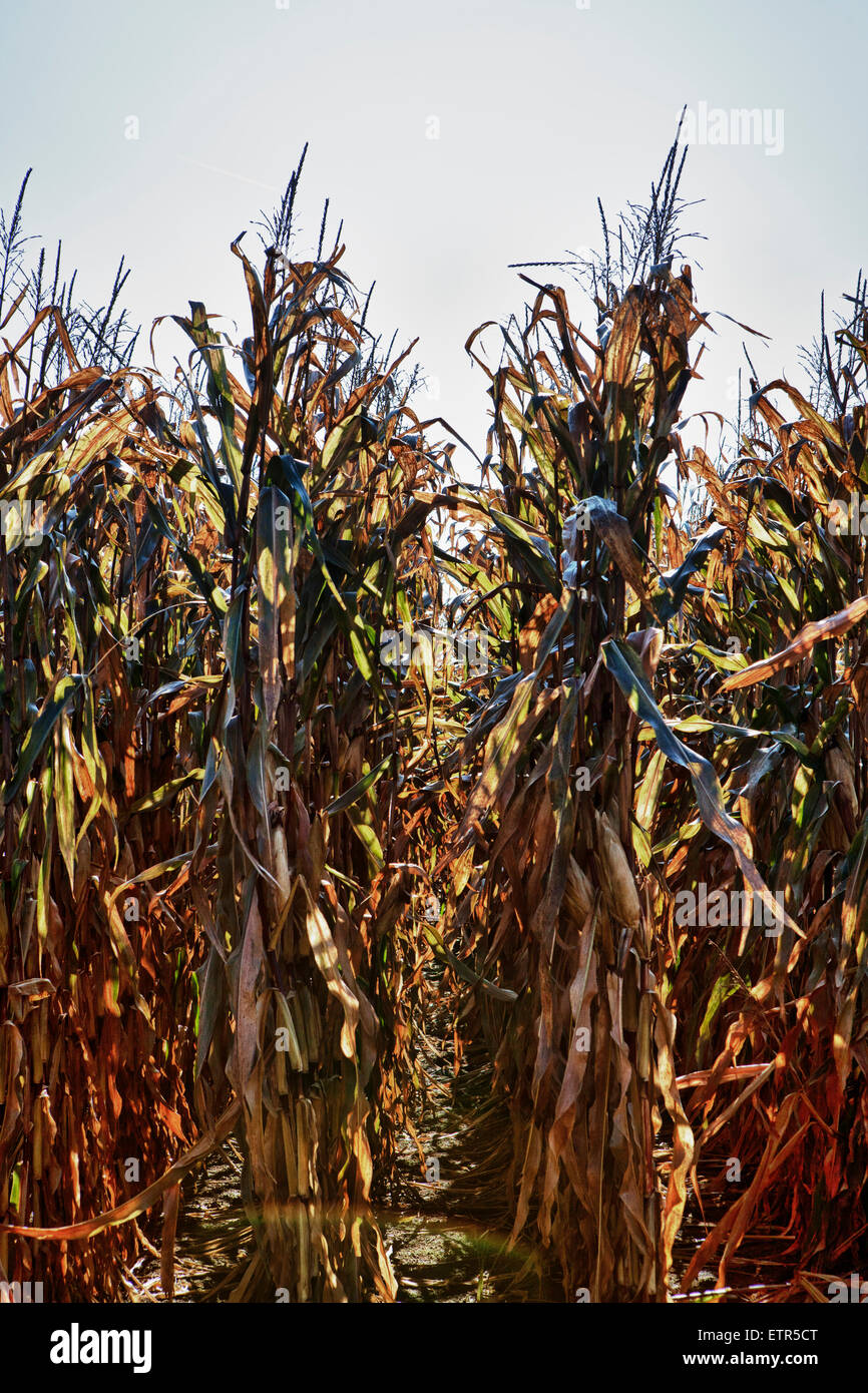 Dried corn field Stock Photo Alamy