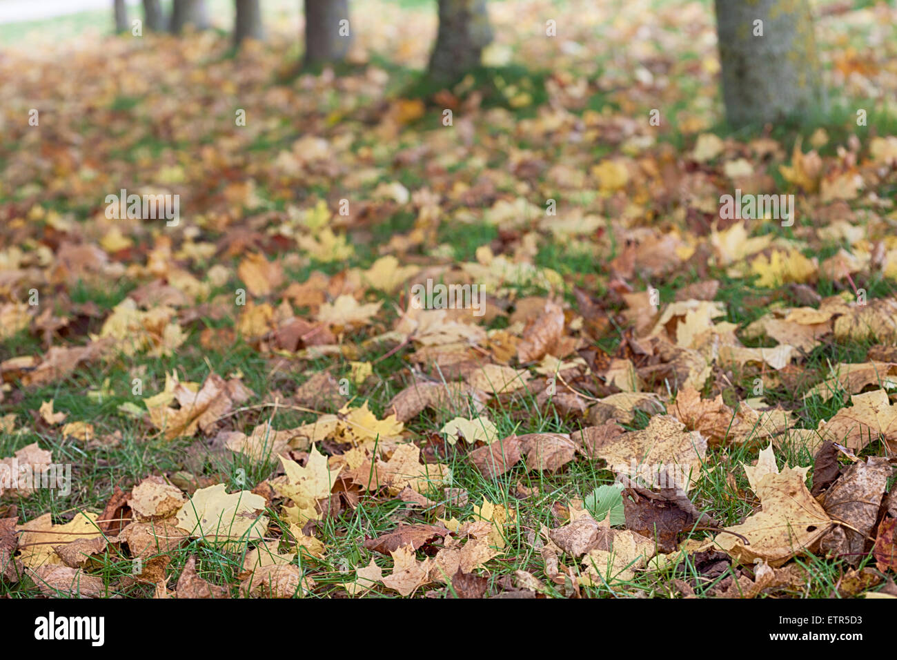 Autumn leaves on the ground Stock Photo - Alamy