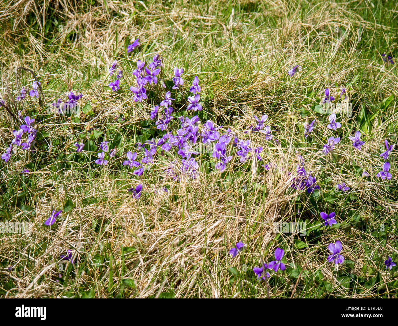 Common violets, Viola reichenbachiana, growing on Worm's Head on the Gower Peninsula, Wales Stock Photo