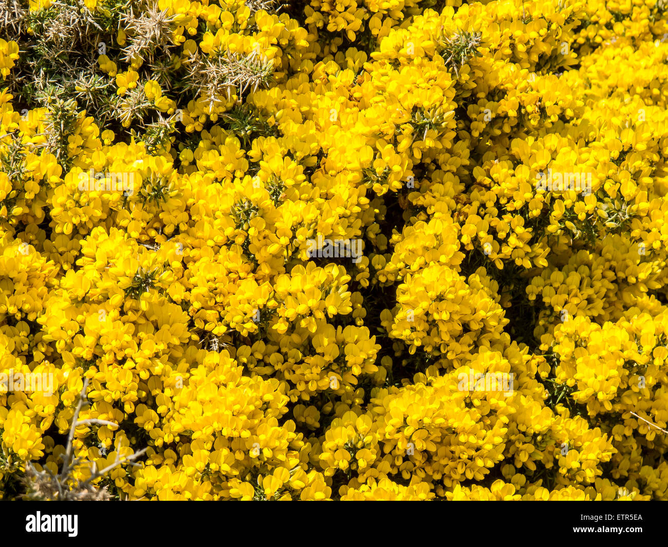 Close up view of bright yellow gorse, ulex europaeus, growing on Worm's Head on the Gower Peninsula, Wales Stock Photo