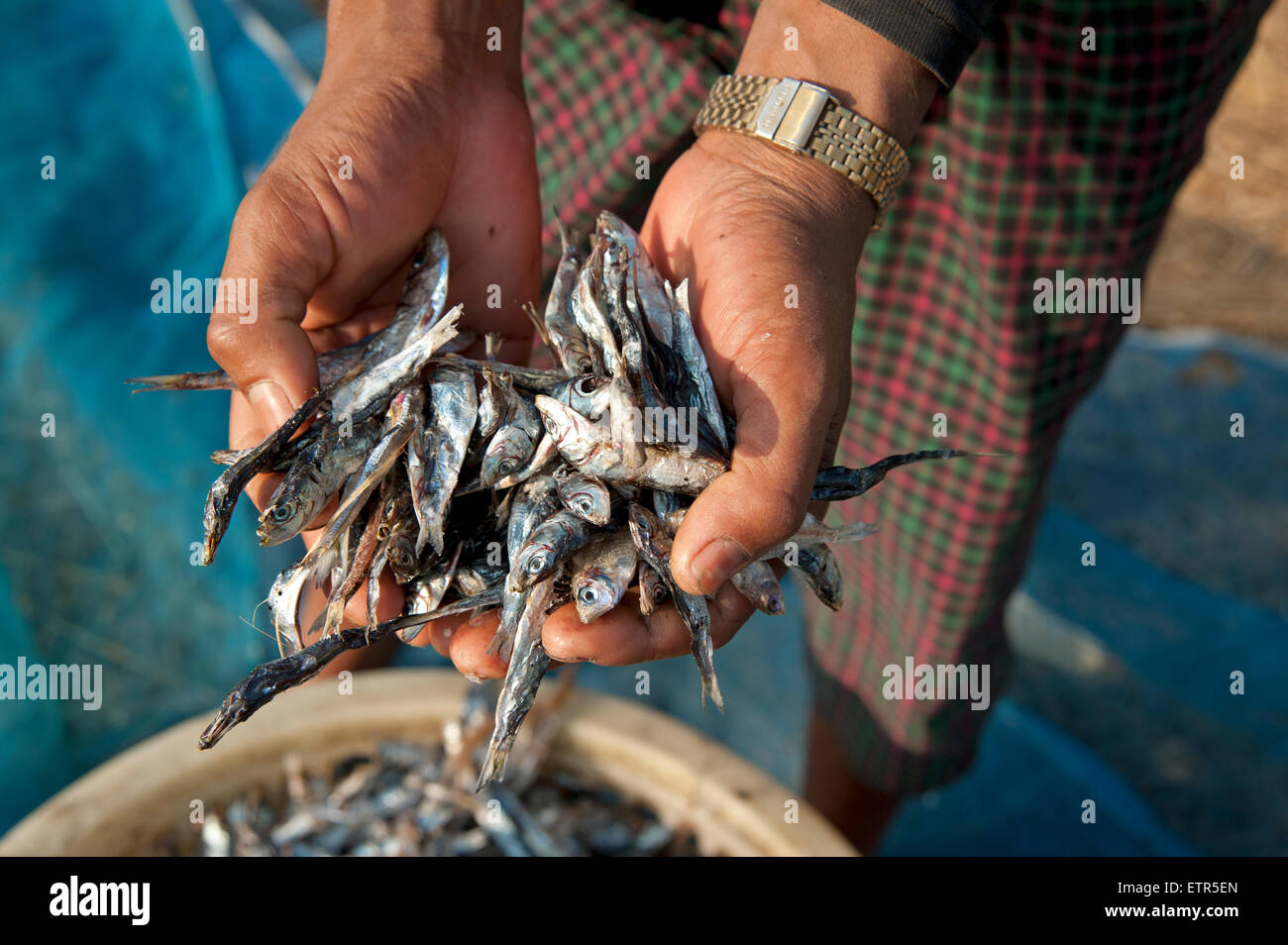 hand animal cold fish glove angle scale wet fishing to take hold of prey  booty Stock Photo - Alamy