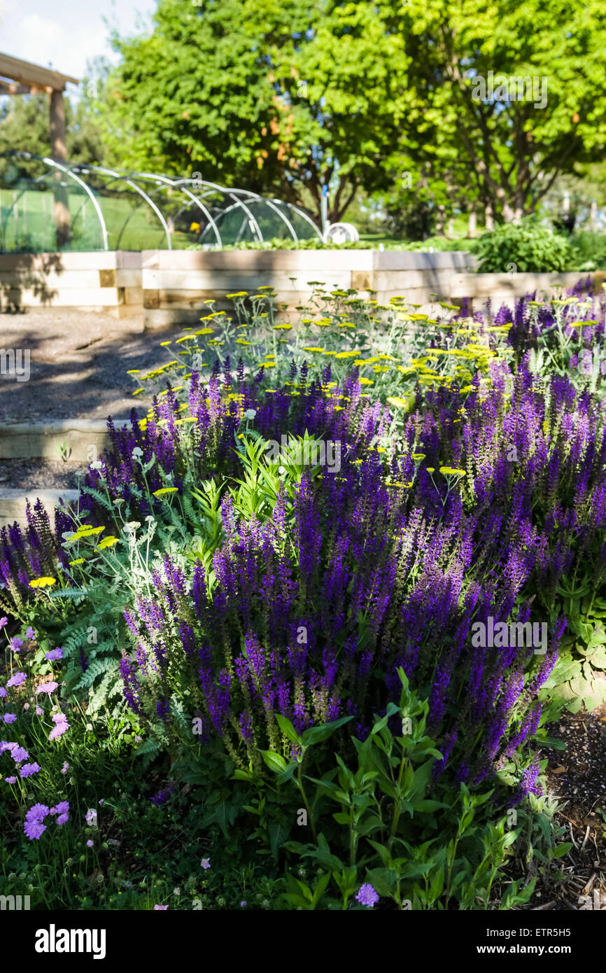 Blooming purple flowers in the summer garden. Stock Photo