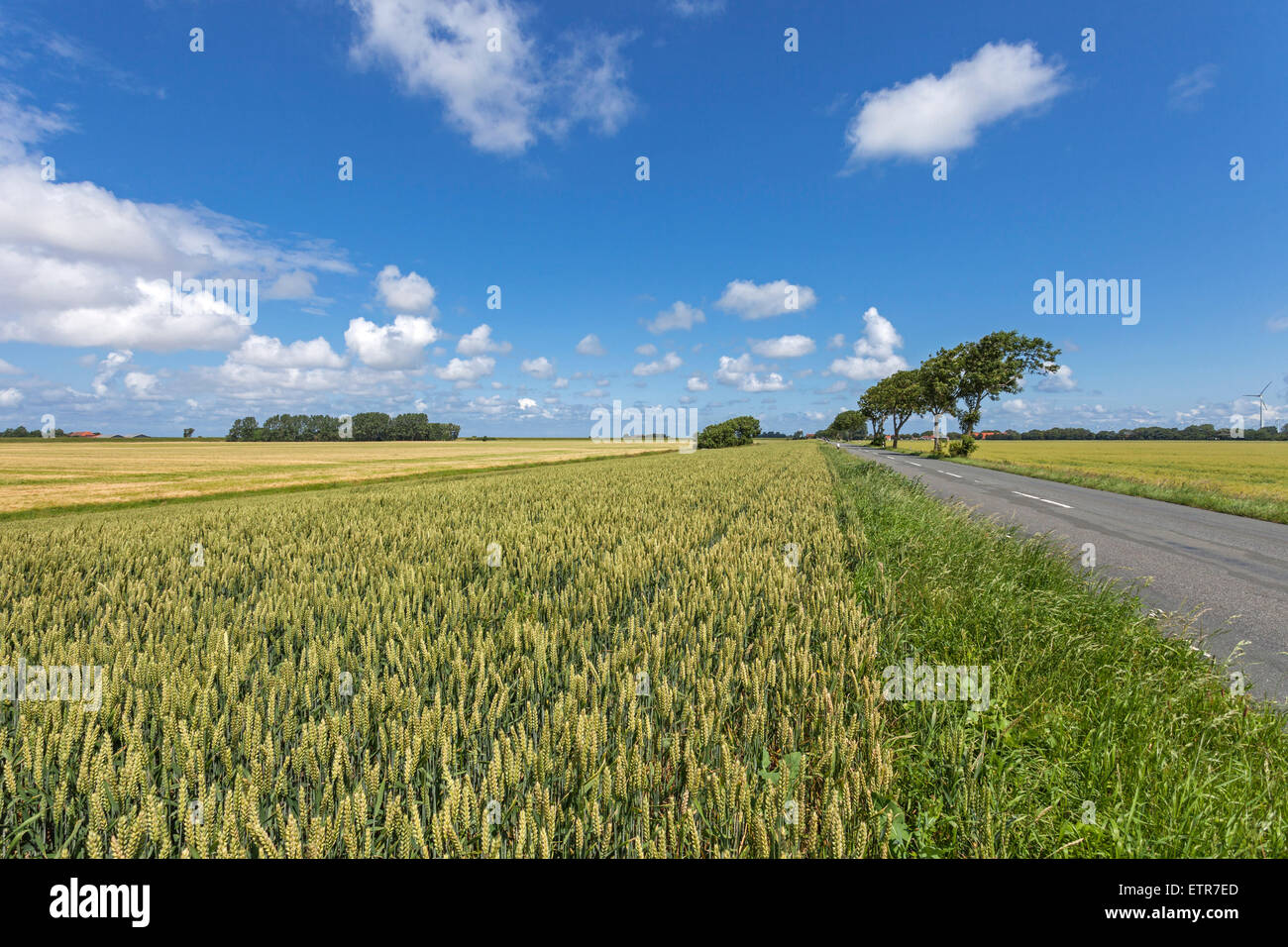 Grain-field near Carolinensiel, Eastern Frisia, Lower Saxony, Germany Stock Photo