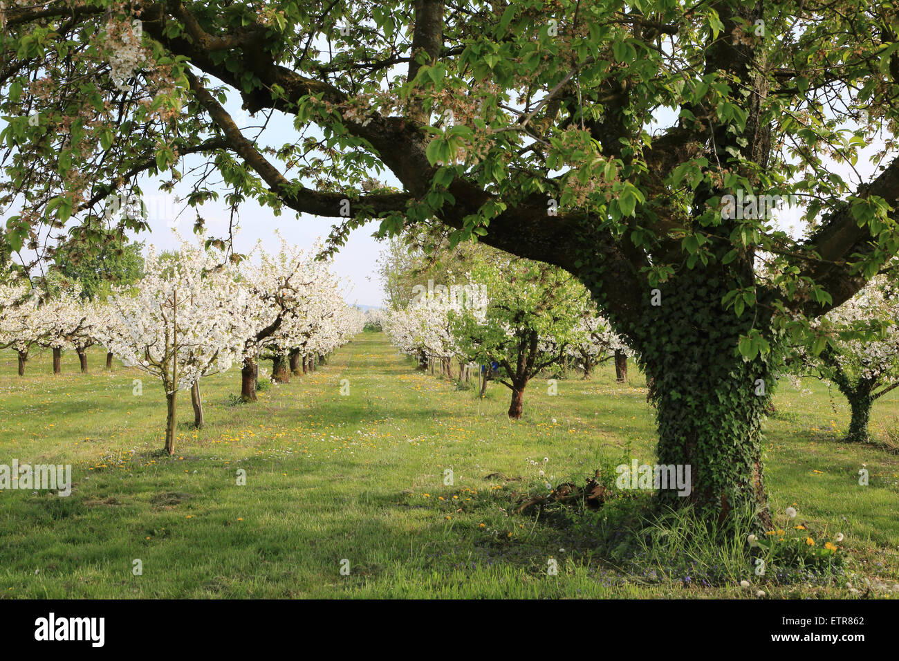 Flowering cherry trees, avenue Stock Photo Alamy
