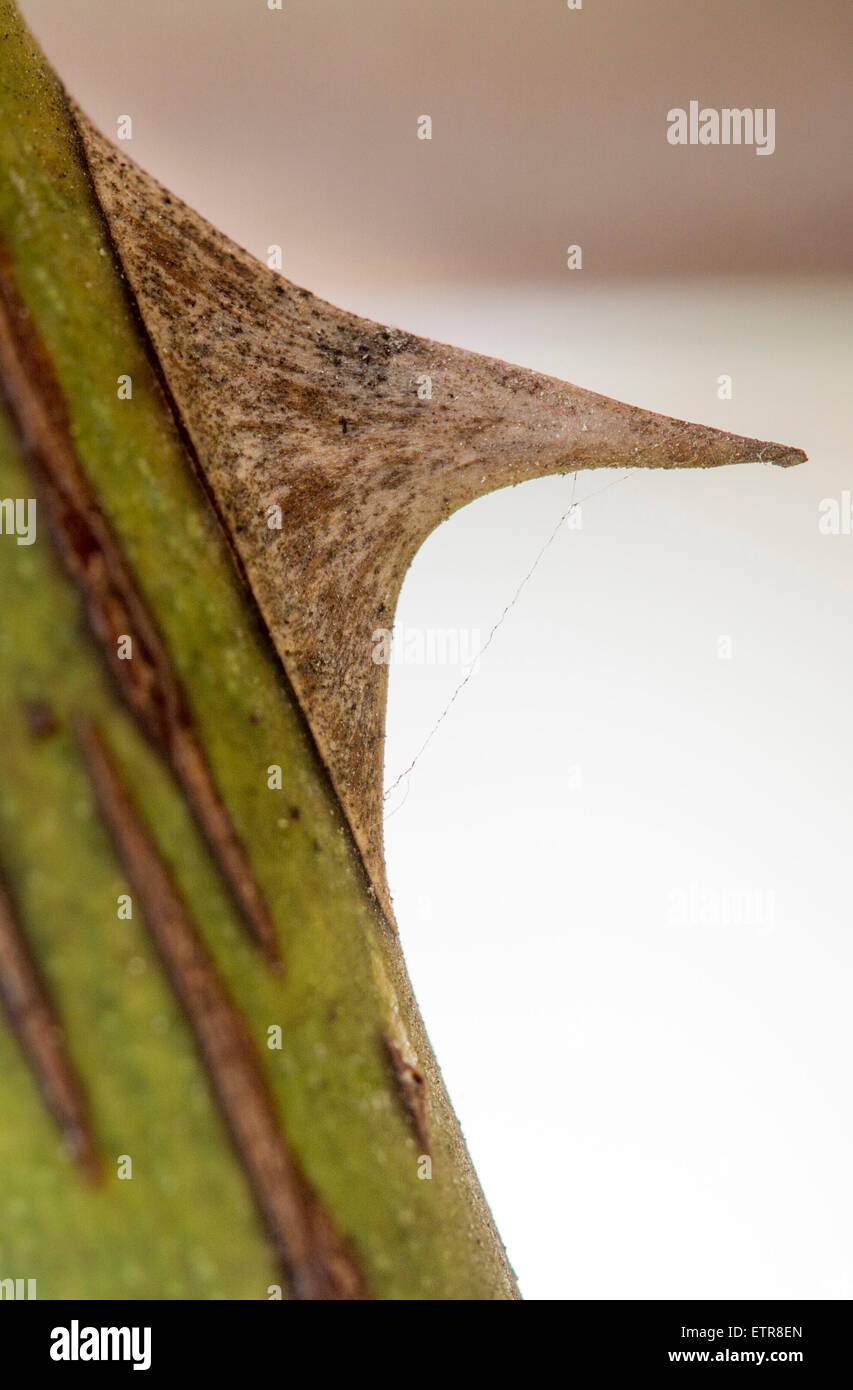 Spiny rose thorn hi-res stock photography and images - Alamy