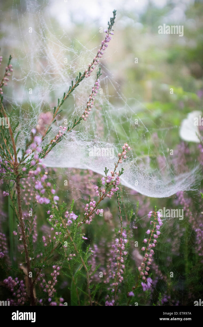 Spider's web on Erica plant, dewdrops Stock Photo