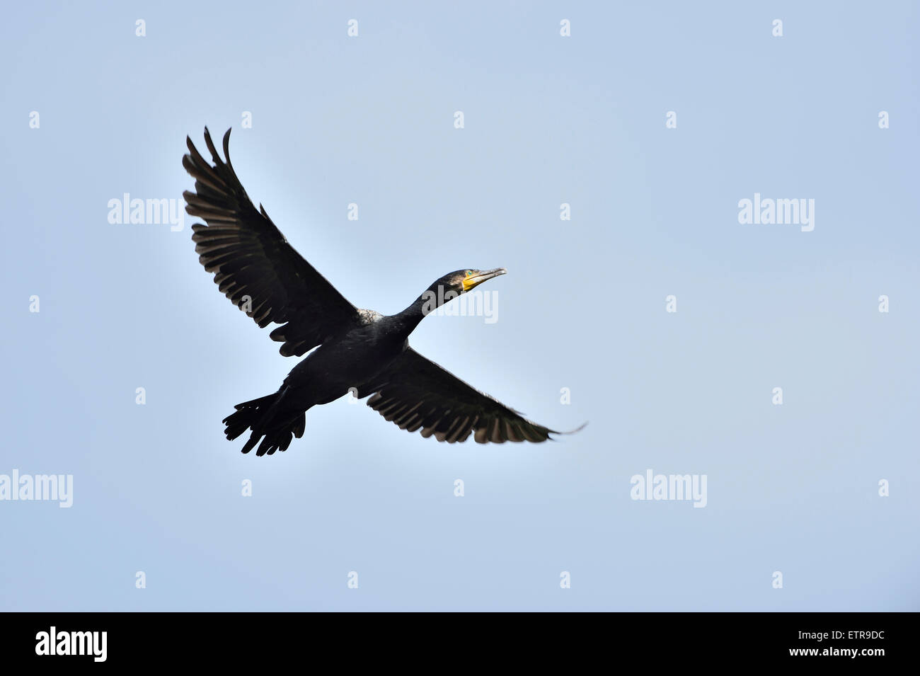 Cormorant, Phalacrocorax carbo, sky, side view, fly Stock Photo