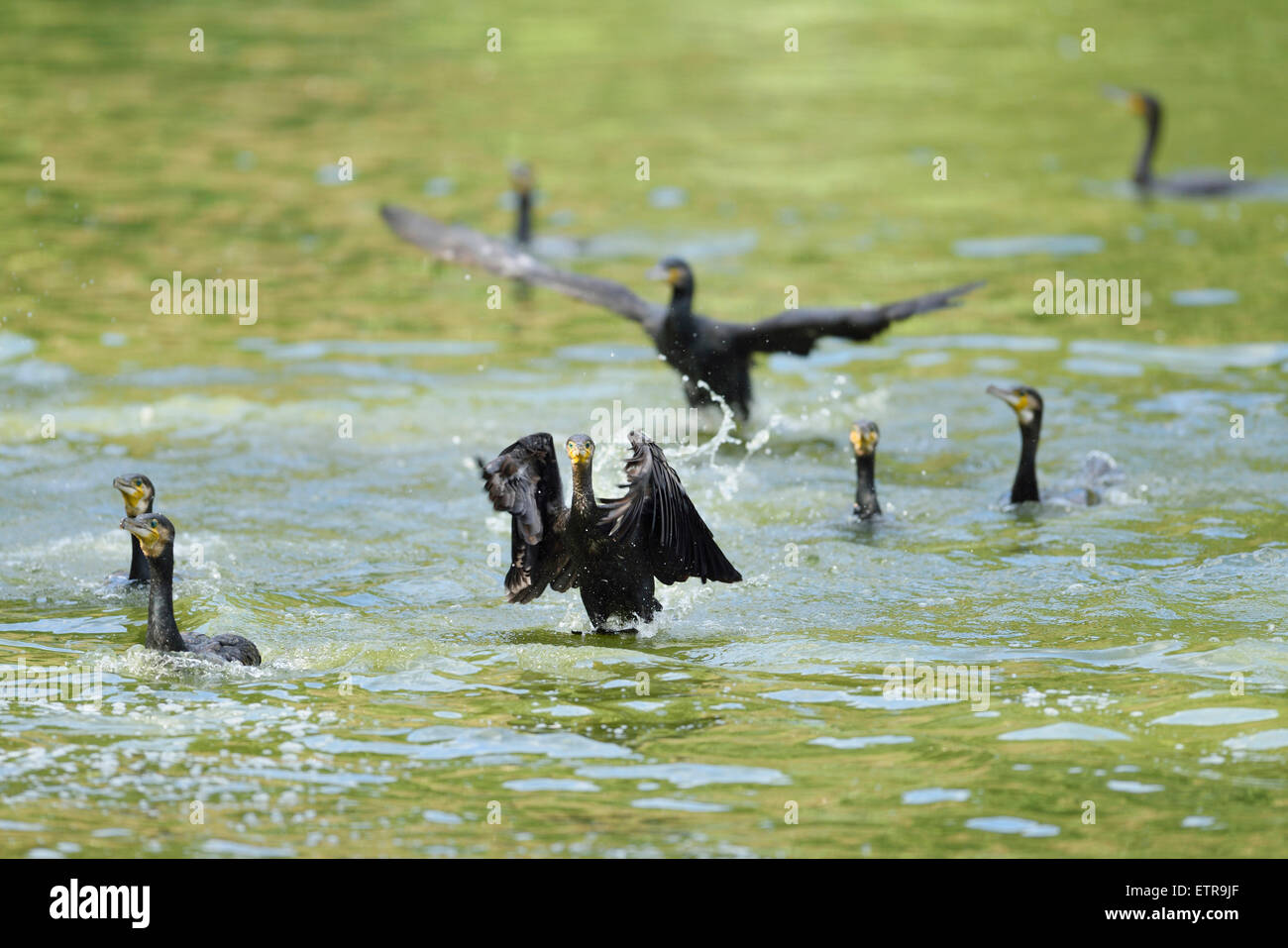 Cormorants, Phalacrocorax carbo, water, frontal, land, looking at camera Stock Photo