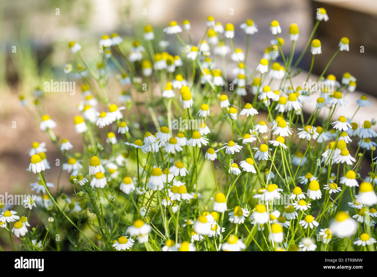 Blooming wild daisy in the garden. Stock Photo