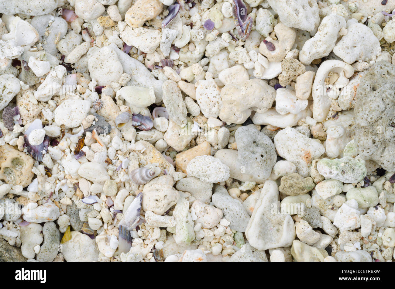 Sand Shell Material Abstract background, pieces of shells sand Stock Photo - Alamy