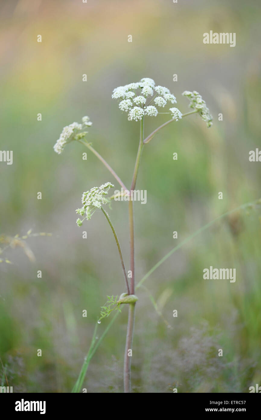 Peucedanum cervaria, blossom, blooming Stock Photo