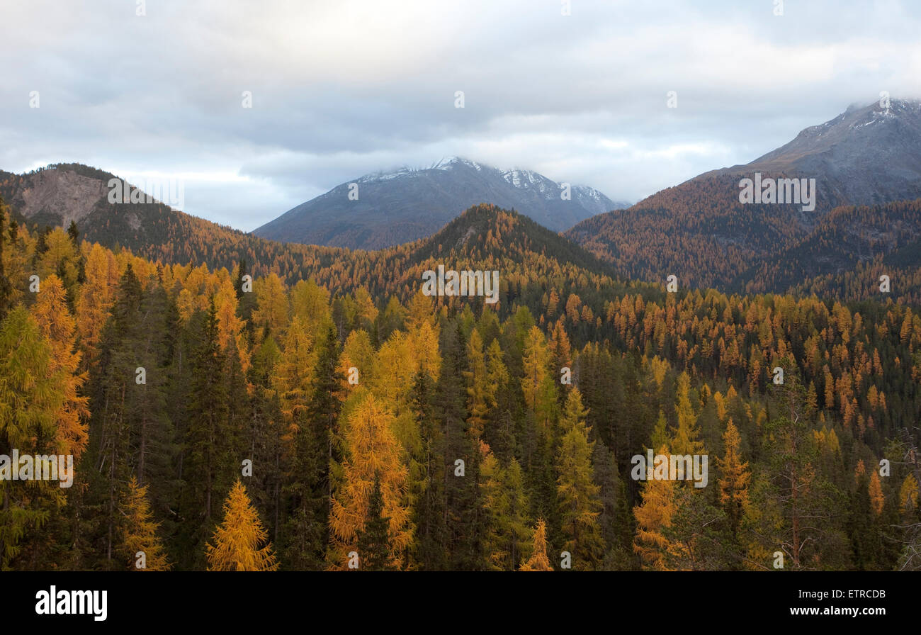 autumnal forest at Ofen Pass, Switzerland, Graubünden, Engadin Stock Photo  - Alamy