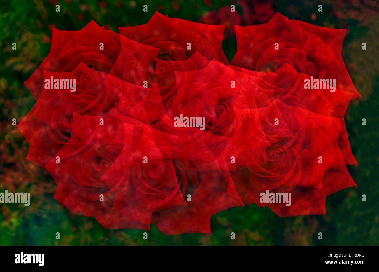 Roses slow motion close up hi-res stock photography and images - Alamy