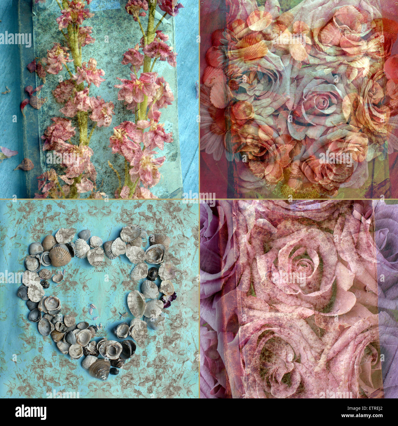 A collage of four flower montages, Stock Photo