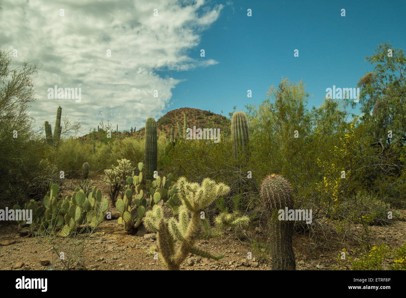 The Alien and Beautiful Life of the Desert in the Southwest USA Stock Photo