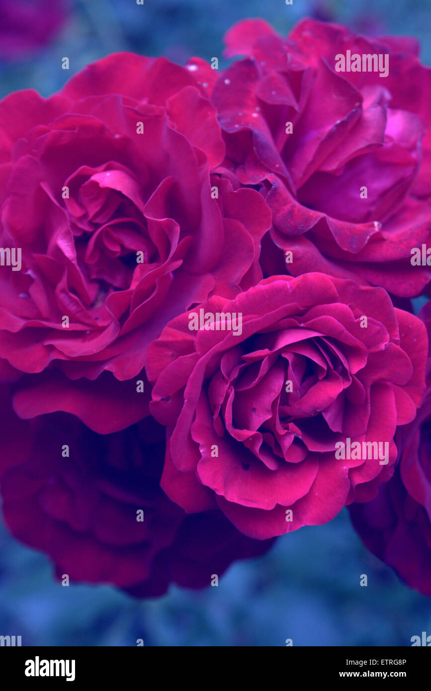 Red Rosen Layer photographic layer work from red roses Stock Photo - Alamy