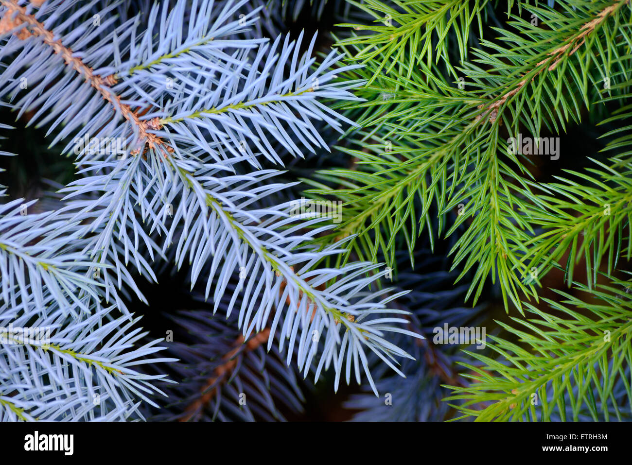 Several Green Fir Branches Stock Photo - Download Image Now