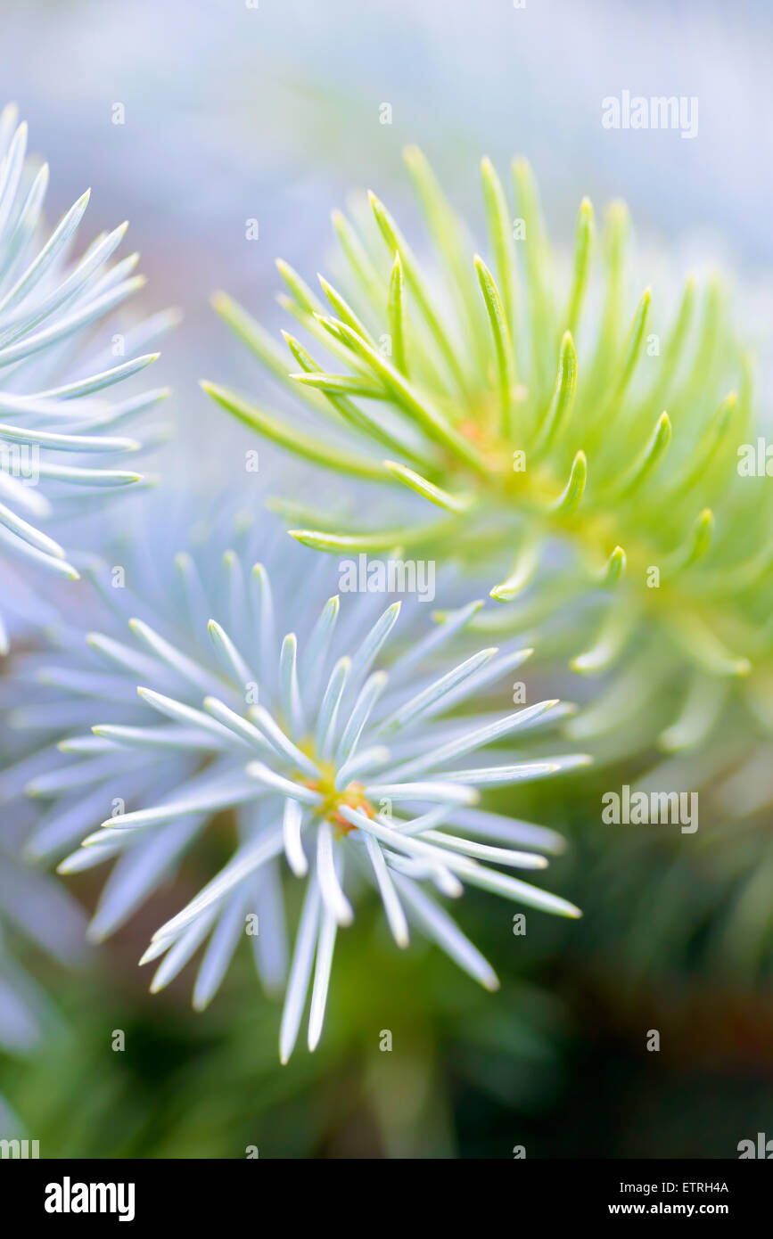 Trees and plants: two fir tree branches together, blue and green, close-up shot, selective focus, intentional artistic blur Stock Photo