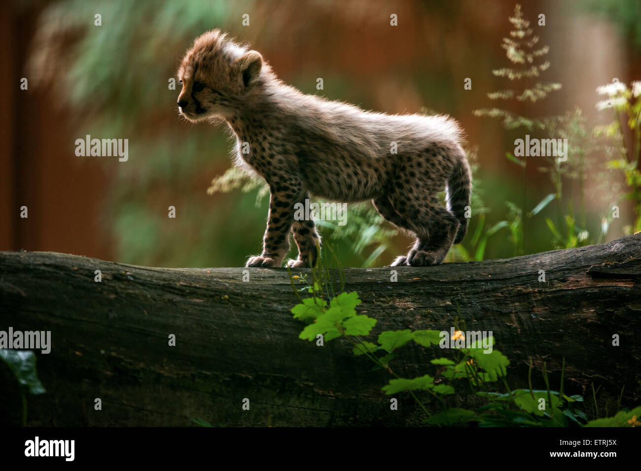 Rostock Zoo Stock Photos & Rostock Zoo Stock Images - Alamy