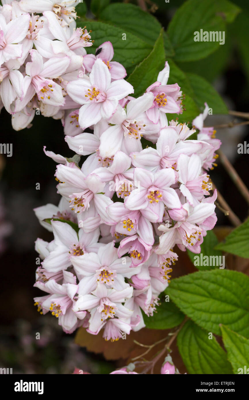 Pink tinged white flowers of the June blooming shrub, Deutzia x hybrida 'Mont Rose' Stock Photo